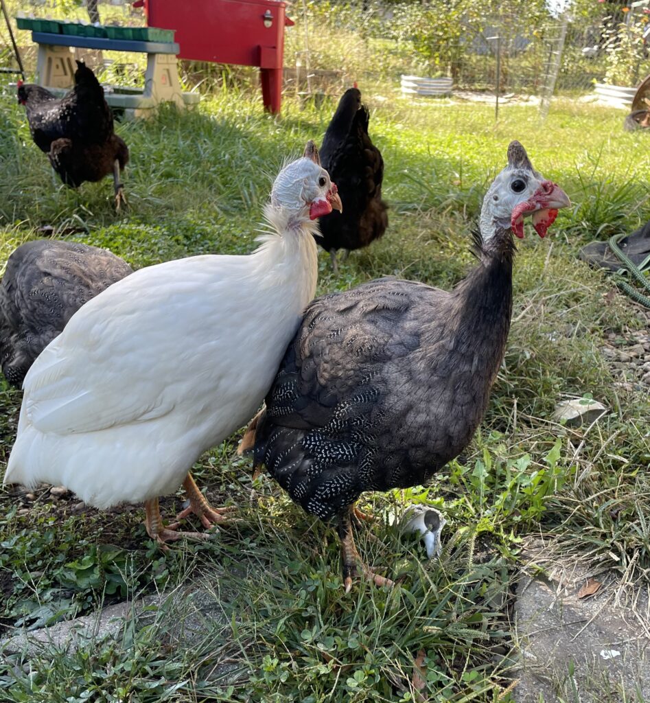 Jessie-Eugene and Sir Pesto